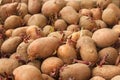 Heap of sprouting potato tubers Royalty Free Stock Photo