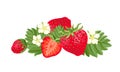 Heap of strawberry. Vector illustration of red ripe berry with green leaves and flowers i Royalty Free Stock Photo
