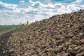 Heap of sugar beet harvested in the field at the background of the cloudy sky