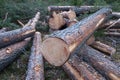 Heap of timber in forest