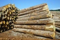 Heap of timber