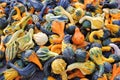 Heap of tiny spotted colorful pumpkins