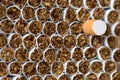 Heap of Tobacco Cigarettes Front View close up Royalty Free Stock Photo