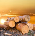 Heap of tree trunk on  sunset background Royalty Free Stock Photo