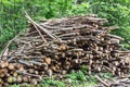 Heap of tree trunks. Felling trees in the forest.