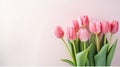 heap of tulips on pink pastel color background with copy space