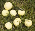 Heap of variety of apples - white juice