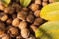 Heap of walnuts in a shell, pile of nuts background. Royalty Free Stock Photo