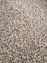 Heap of wheat grains. Background of wheat. Grain wheat. Whole grain wheat. Top view. Royalty Free Stock Photo
