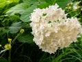 White flowers of Hydrangea blooming closeup