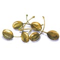 Heap of whole canned capers, edible fruits Capparis spinosa, caper bush, flinders rose, isolated, watercolor