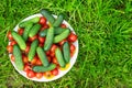 Heap of whole tomatoes and cucumbers on grass.