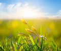 heap of wild yellow tulip in prairie at the sunset Royalty Free Stock Photo