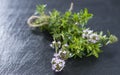 Heap of Winter Savory Royalty Free Stock Photo
