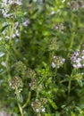 Heap of Winter Savory Royalty Free Stock Photo