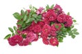 Heap of withering red roses