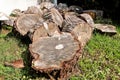 Heap of wood logs ready for winter. Cut tree trunks on grass. Stack of chopped firewood. A pile of woods in the house storage.