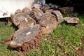 Heap of wood logs ready for winter. Cut tree trunks on grass. Stack of chopped firewood. A pile of woods in the house storage.