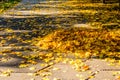 Heap of the yellow fallen maple leaves in park