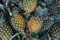 Heap of yellow pineapple at market Royalty Free Stock Photo