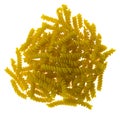 Heap of yellow spiral pasta isolated on white background close up Royalty Free Stock Photo