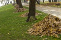 Heaps of autumn leaves on green grass in a park