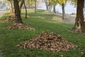 Heaps of autumn leaves on green grass in a park