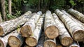 Heaps of birch logs lie in the forest in a clearing. The concept of logging timber. Business on forest products, import and export