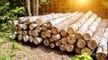 Heaps of birch logs lie in the forest in a clearing. The concept of logging timber. Business on forest products, import Royalty Free Stock Photo