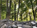 Heaps of broken asphalt in a beautiful green forest