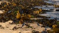 Heaps of brown and green seaweed lying on the seashore in summer. Close up Royalty Free Stock Photo