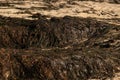 Heaps of brown seaweed washed up on sandy beach, drying in the sun. Close up