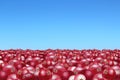 Heaps of cranberries to the horizon and blue sky