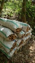 Heaps of dried kapok in a sack on the edge of the forest