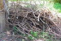 Heaps of dry twigs gathered together to make firewood.