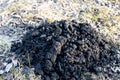 Heaps of earth made by a mole. Moleholes Royalty Free Stock Photo