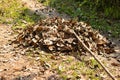 Heaps of fallen leaves in Autumn garden