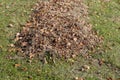 heaps with fallen leaves of trees in the autumn season