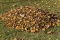 heaps with fallen leaves of trees in the autumn season