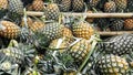 Heaps of fresh pineapples from the orchards for industrial processing