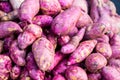 Heaps of freshly harvested purple skin sweet potatoes roots Royalty Free Stock Photo