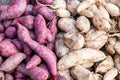Heaps of freshly harvested purple and yellow skin sweet potatoes roots Royalty Free Stock Photo