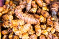 Heaps of freshly harvested turmeric roots Royalty Free Stock Photo