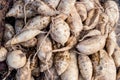 Heaps of freshly harvested yellow skin sweet potatoes roots Royalty Free Stock Photo