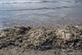 Heaps of grass, seaweed, and foam lying on the shore of a sandy sea bay against the background of small bluish waves Royalty Free Stock Photo