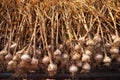 Heaps of harvested garlic dries on screens on organic vegetable farm