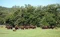 A hear of bison in south dakota