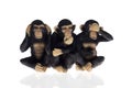 Hear speak see no evil Royalty Free Stock Photo
