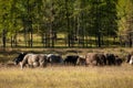 Heard of animals in the field glassing on the sunny day. Livestock eating grass in the rural farmland on a bright and warm day