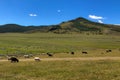 Heard of animals in the field glassing on the sunny day, mountains in the background. Livestock eating grass in the rural farmland